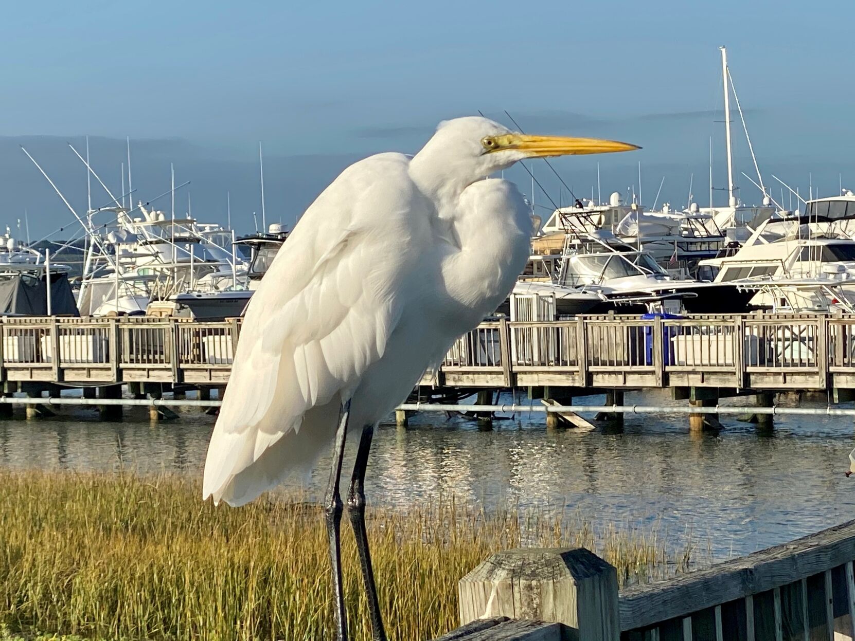 Heron taking a break